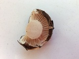Hygrophorus fuligineus image
