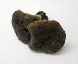 Lactarius argillaceifolius image