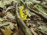Clavulinopsis fusiformis image
