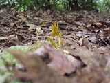 Clavulinopsis fusiformis image