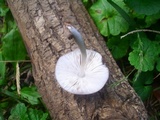 Pluteus americanus image