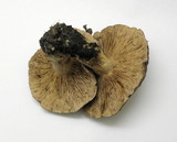 Lactarius argillaceifolius image