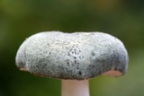 Russula aeruginea image