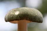 Russula aeruginea image