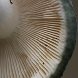 Russula aeruginea image