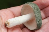 Russula aeruginea image