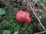 Suillus spectabilis image