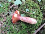 Suillus spectabilis image