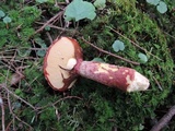 Suillus spectabilis image