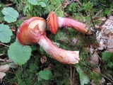 Suillus spectabilis image