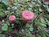 Suillus spectabilis image