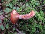 Suillus spectabilis image