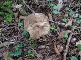 Leccinum variicolor image