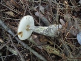 Leccinum variicolor image