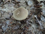 Leccinum variicolor image