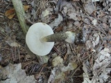 Leccinum variicolor image