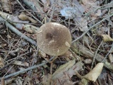 Leccinum variicolor image