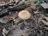 Suillus acidus image