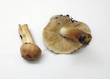 Tricholoma dryophilum image