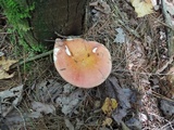 Russula paludosa image