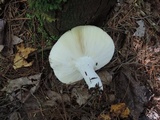 Russula paludosa image