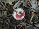 Russula rubescens image