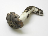 Tricholoma griseoviolaceum image