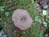 Pluteus primus image