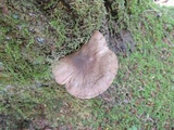 Pluteus primus image