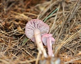 Mycena rosea image