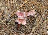 Mycena rosea image