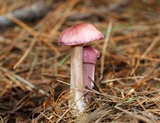 Mycena rosea image