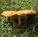 Gymnopilus magnus image