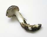 Tricholoma griseoviolaceum image