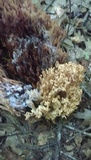 Ramaria stricta image