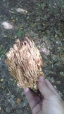 Ramaria stricta image
