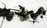 Cyathus olla image