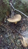 Boletinellus merulioides image