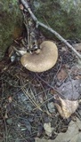 Boletinellus merulioides image