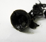 Cyathus olla image