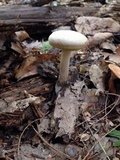 Boletus pallidus image