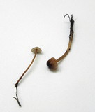 Mycena californiensis image