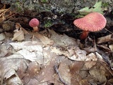 Suillus spraguei image