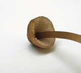 Mycena californiensis image