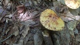 Suillus americanus image
