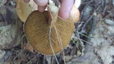 Suillus americanus image