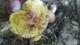 Suillus americanus image