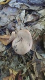 Russula densifolia image