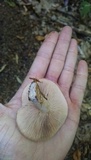 Russula densifolia image