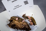 Phallogaster saccatus image